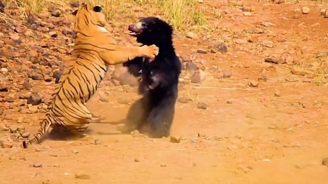一拳打出2吨力量的大猩猩，挑战一只野生东北虎，一拳能打倒它么