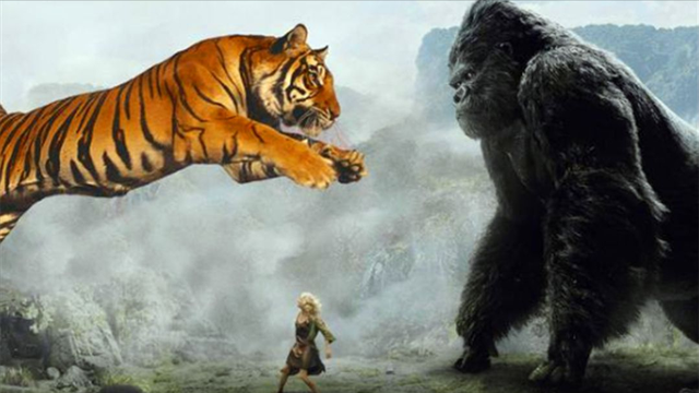 一拳打出2吨力量的大猩猩，挑战一只野生东北虎，一拳能打倒它么