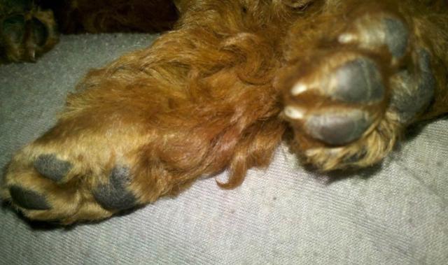 狗狗脚垫毛发过长存隐患，趾间炎等三类问题将影响爱犬正常行动
