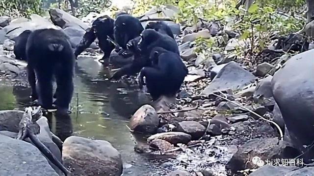 黑猩猩进化惊人：从石器时代到水井、神庙，还会洗衣服