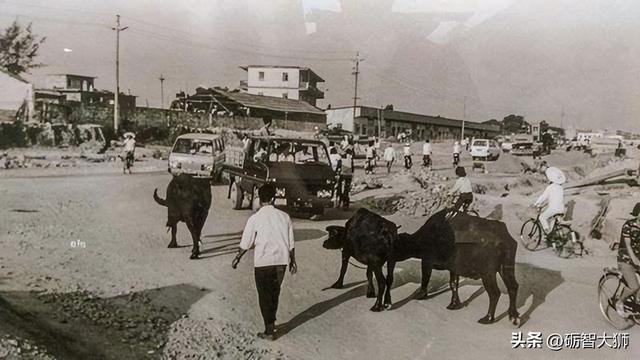 六十年代深圳老照片：街头上只有一辆小型汽车，不时还有牛群穿过