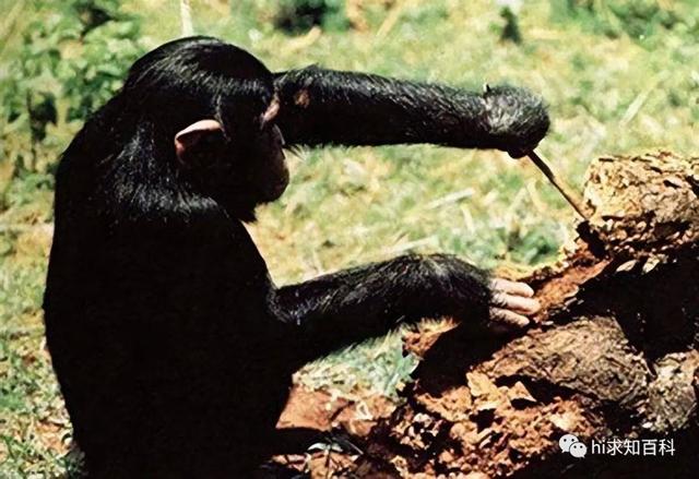 黑猩猩进化惊人：从石器时代到水井、神庙，还会洗衣服