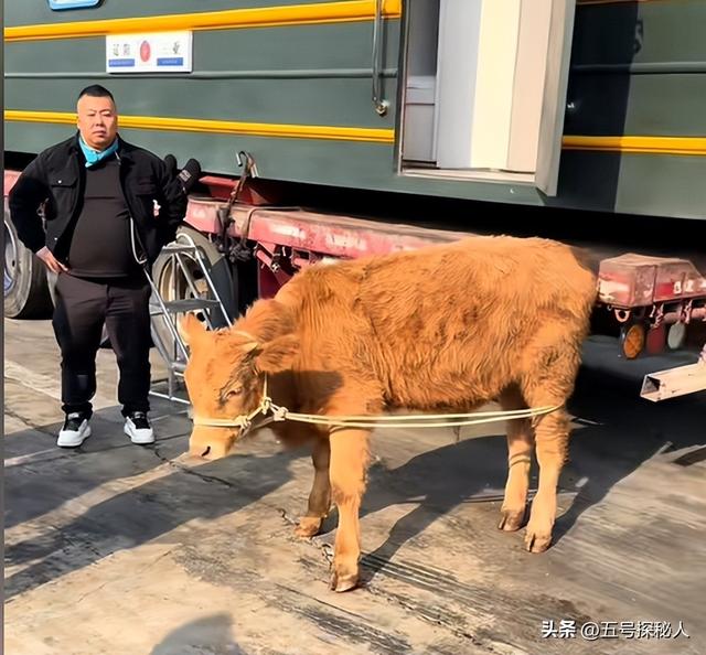牛人!博主卡车拉火车自驾游,15万将火车爆改豪华房车,网友炸锅