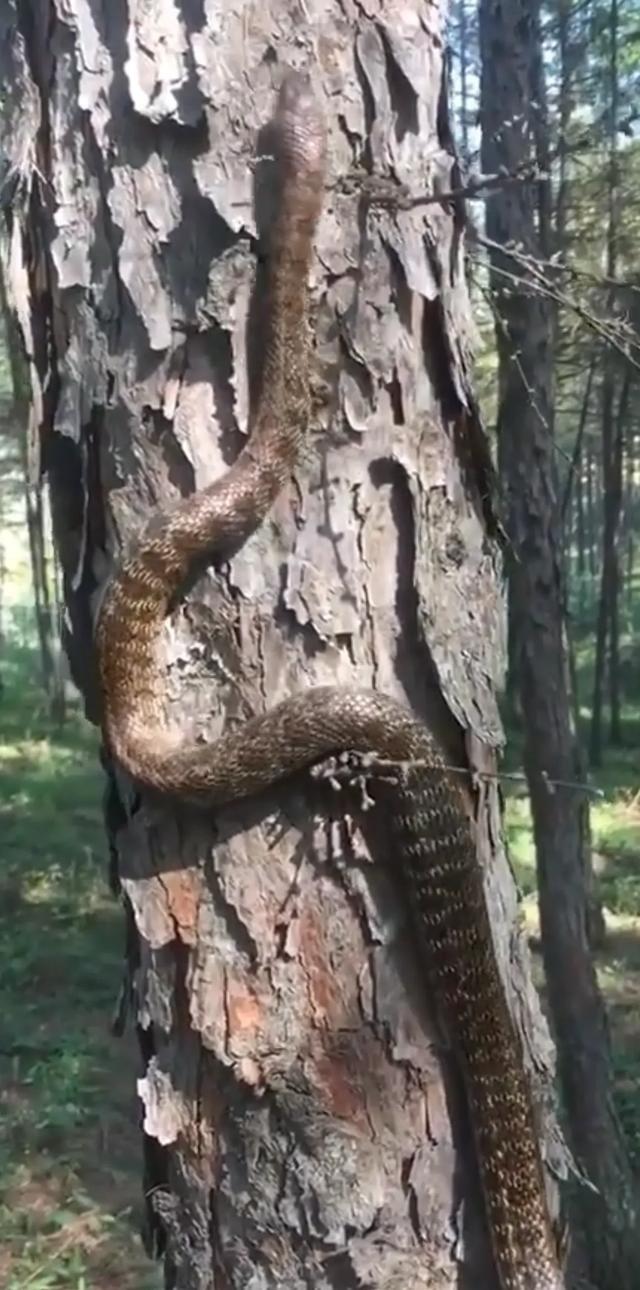 汗毛卓竖！山西运城，有村民在野外树林，拍到条爬树很厉害的蛇。