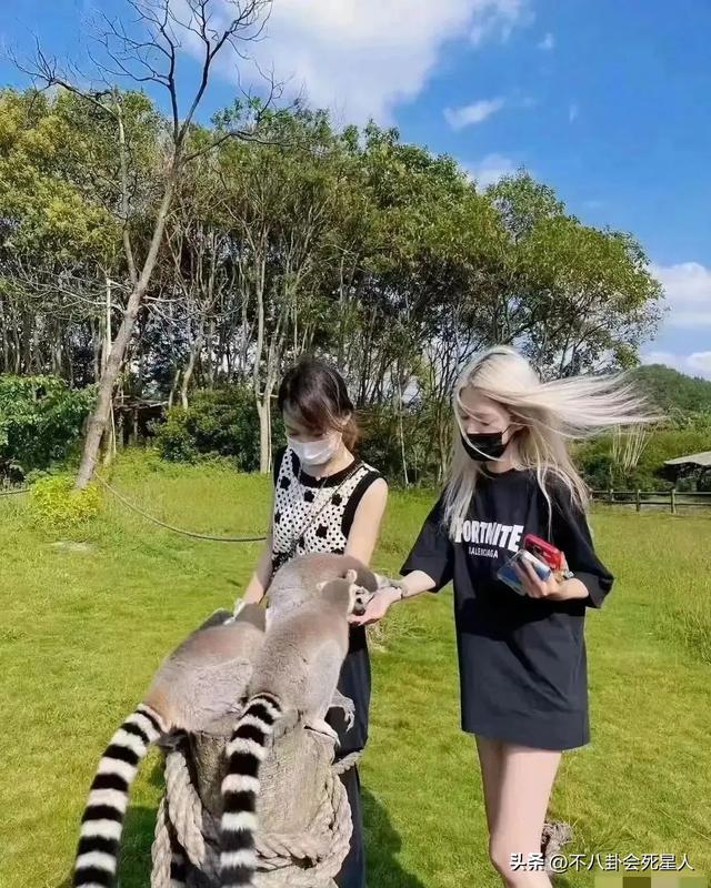 王思聪带4名美女逛动物园,听话为女友跪地拍照,慎婕要转正了?