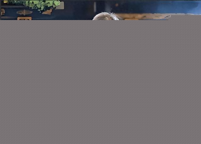 安徽美女道士胡千慧被捕：精通“胡媚术”，九名男徒弟揭露其罪行