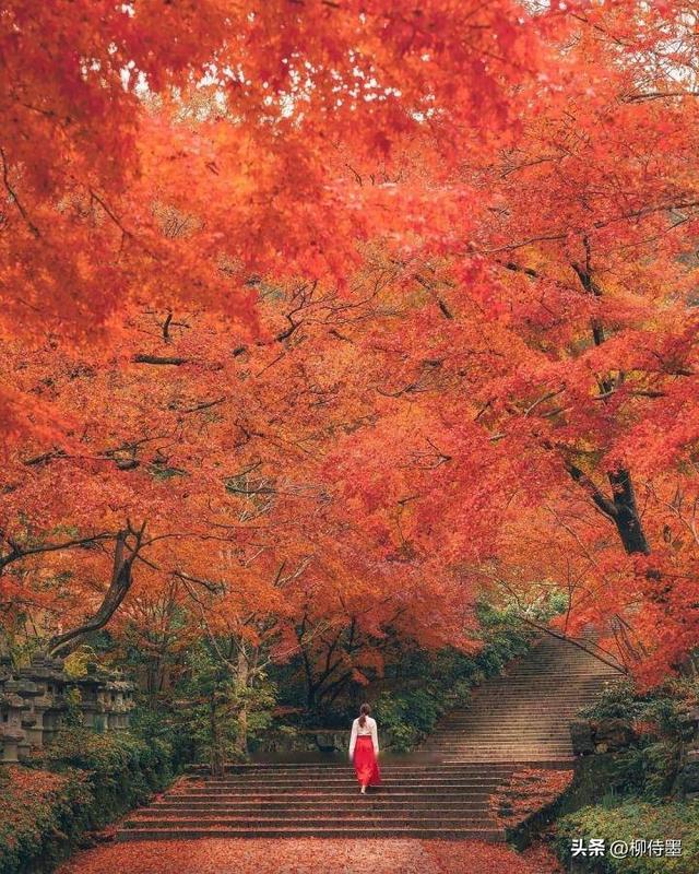 又是一年红叶季,人像照片拍高级,唯美浪漫有气质