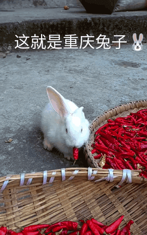 日本第一美女!石原里美,宅男的梦中情人!