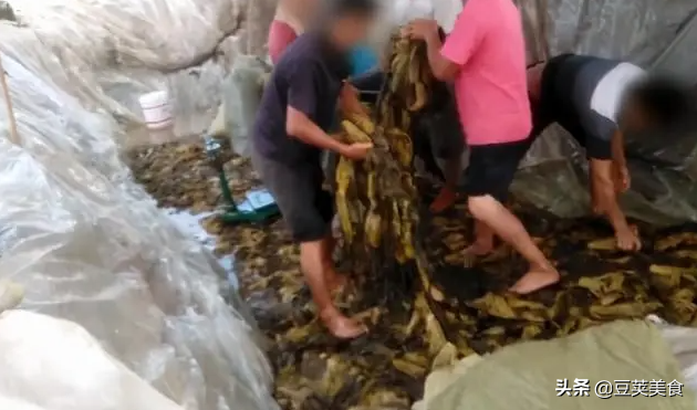 “脚踩酸菜”,网友直呼:看吐了!茅台少女踩曲,为何却大受欢迎