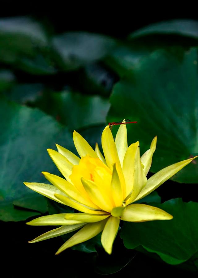 今日，芒种