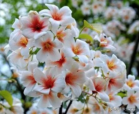 又见桐籽花开