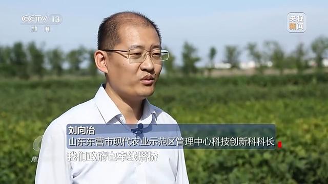 焦点访谈丨盐碱地里种出高产大豆 丰收的“密码”是什么?