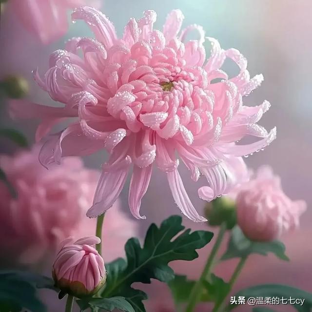 人生千千结，就有千千劫，你的结，就是你的劫