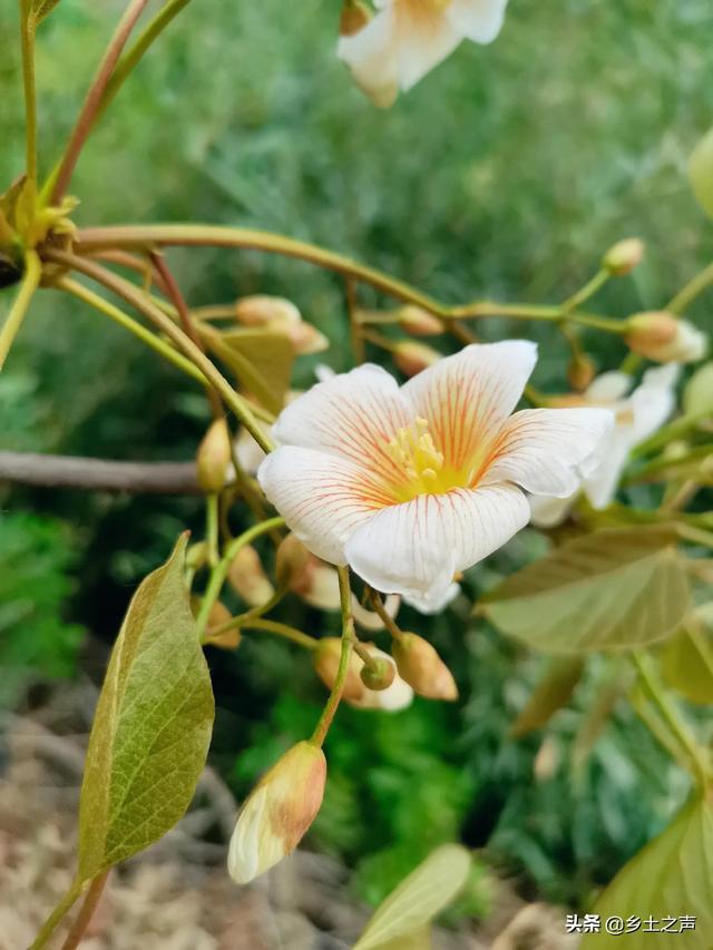 又见桐籽花开