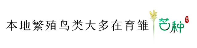 今日，芒种
