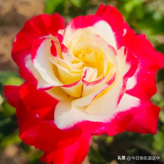 分享图片～轻舞飞扬，花枝招展，花大色艳的月季，亚洲龙