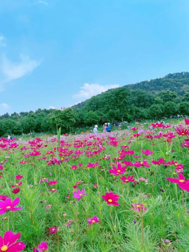 今日，芒种
