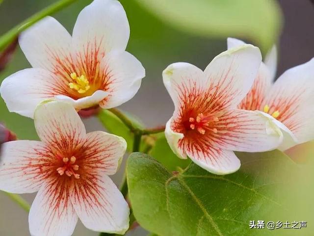 又见桐籽花开