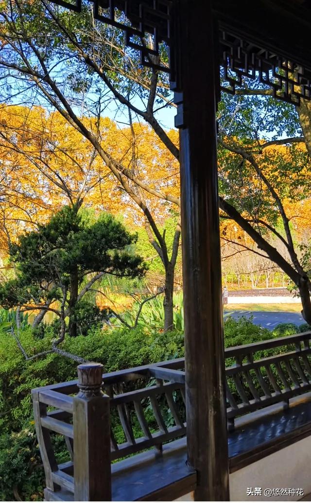 南京胭脂雪的红枫艳若晚霞,秋色美如画