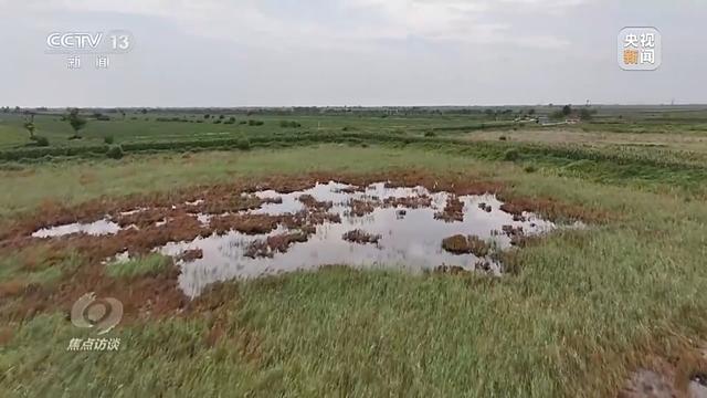 焦点访谈丨盐碱地里种出高产大豆 丰收的“密码”是什么?