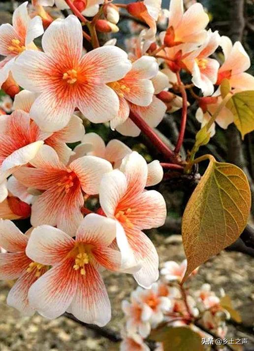 又见桐籽花开