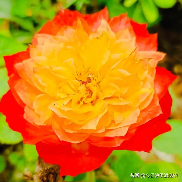 分享图片～轻舞飞扬，花枝招展，花大色艳的月季，亚洲龙