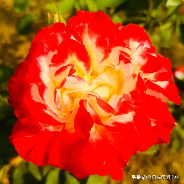 分享图片～轻舞飞扬，花枝招展，花大色艳的月季，亚洲龙
