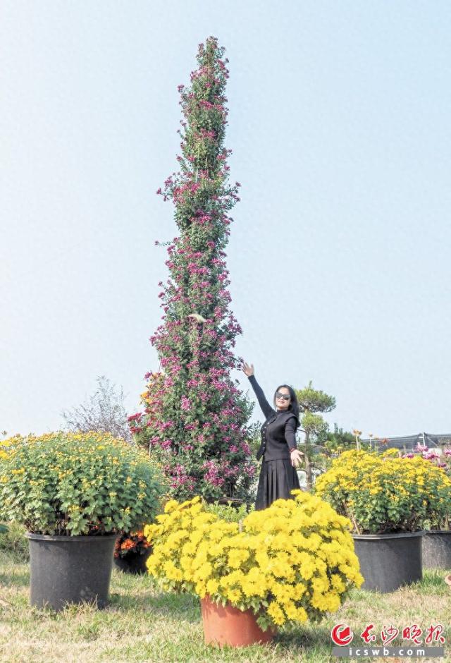 这株菊花“身高”6米 花艺师用时11个月,通过嫁接技术培育而成