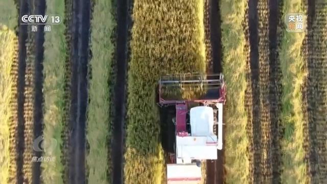 焦点访谈丨盐碱地里种出高产大豆 丰收的“密码”是什么?
