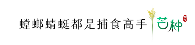 今日，芒种