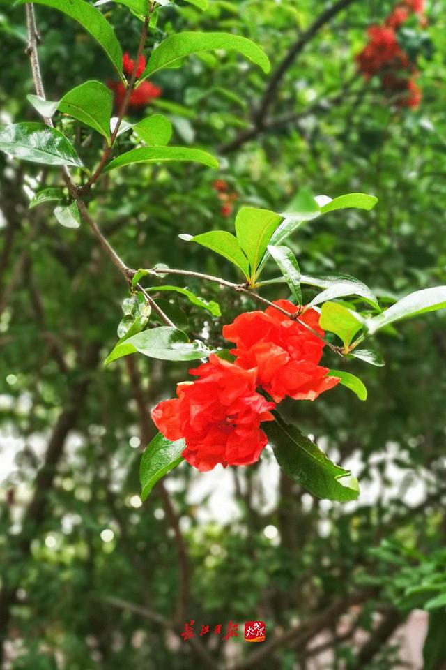 今日，芒种