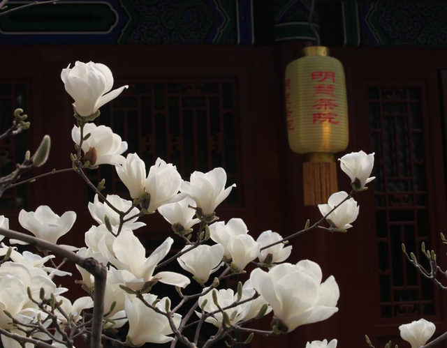 大觉寺的玉兰与迦陵禅师神秘又跌宕的传奇人生
