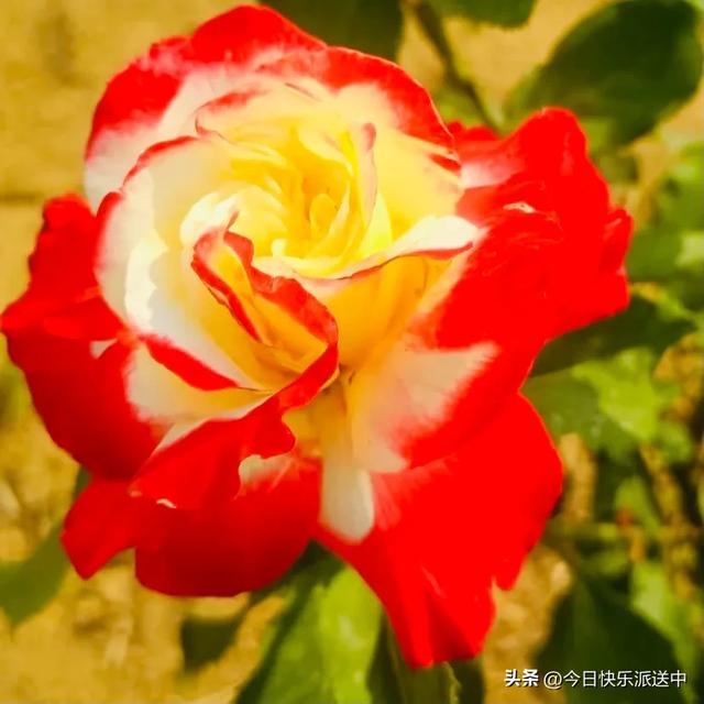 分享图片～轻舞飞扬，花枝招展，花大色艳的月季，亚洲龙