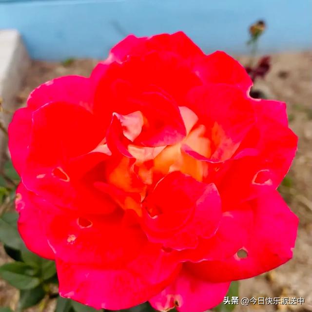 分享图片～轻舞飞扬，花枝招展，花大色艳的月季，亚洲龙