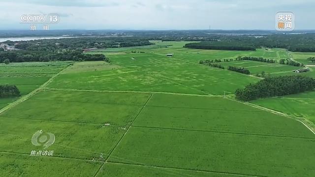 焦点访谈丨盐碱地里种出高产大豆 丰收的“密码”是什么?