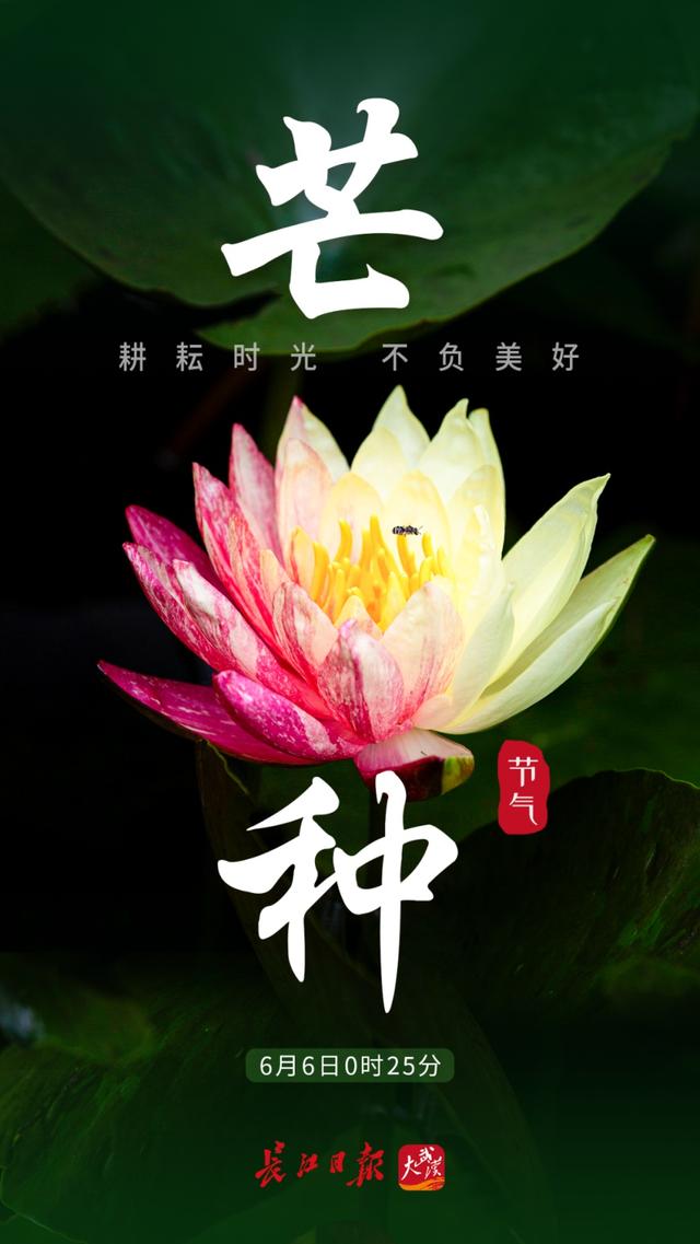 今日，芒种