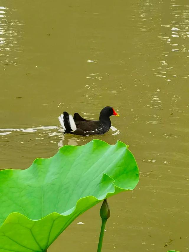 今日，芒种