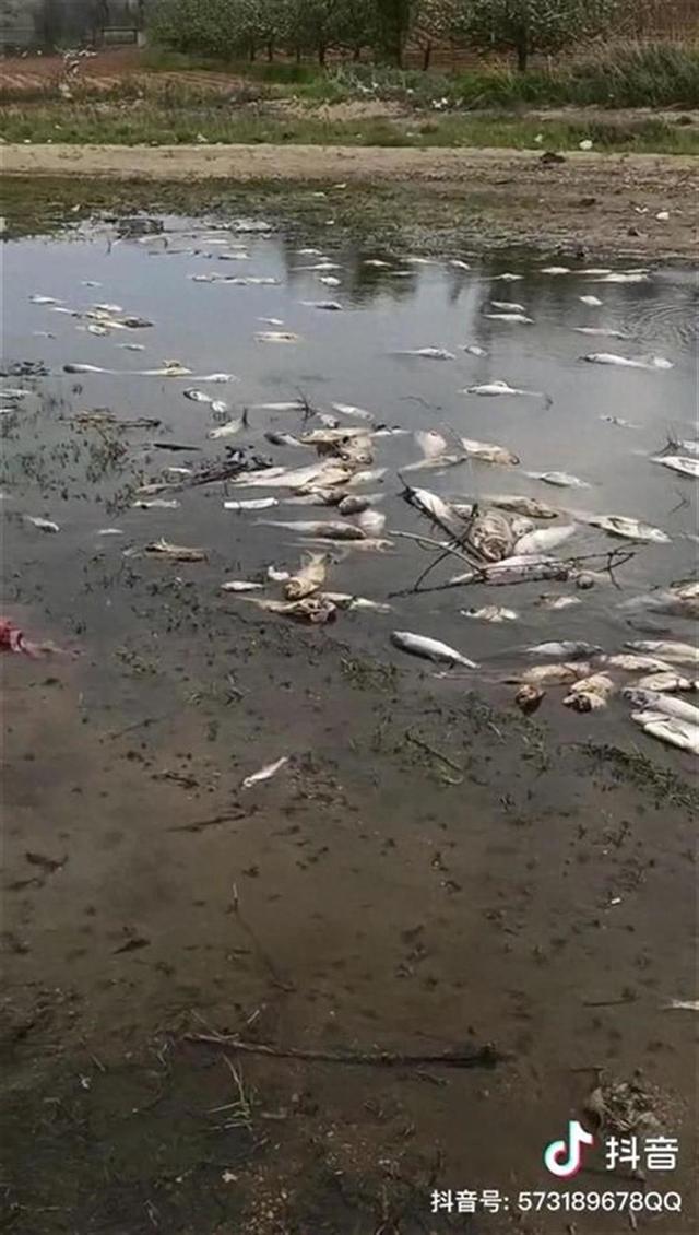大连刘大水库大量鱼死亡,当地相关部门介入调查