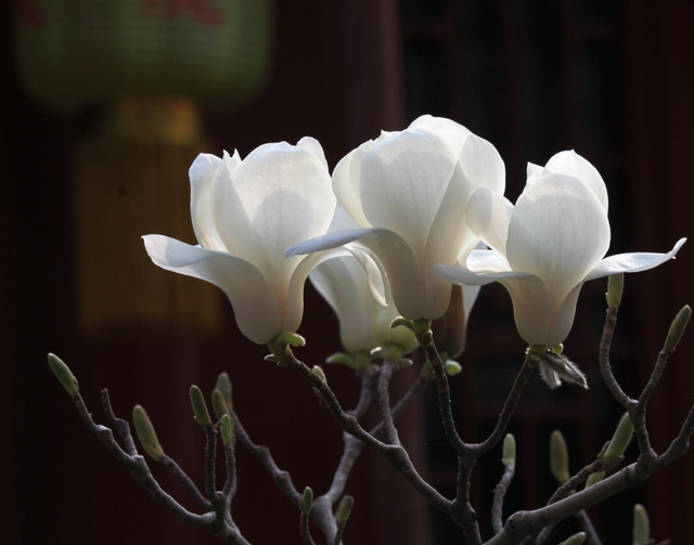 大觉寺的玉兰与迦陵禅师神秘又跌宕的传奇人生