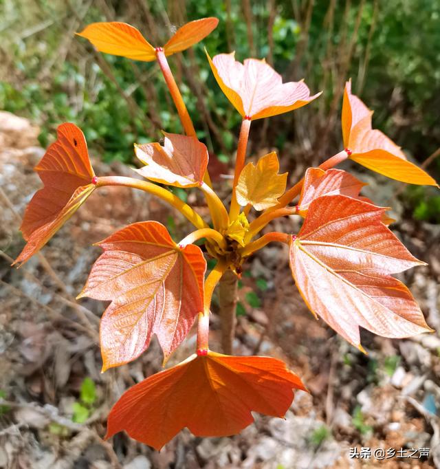 又见桐籽花开