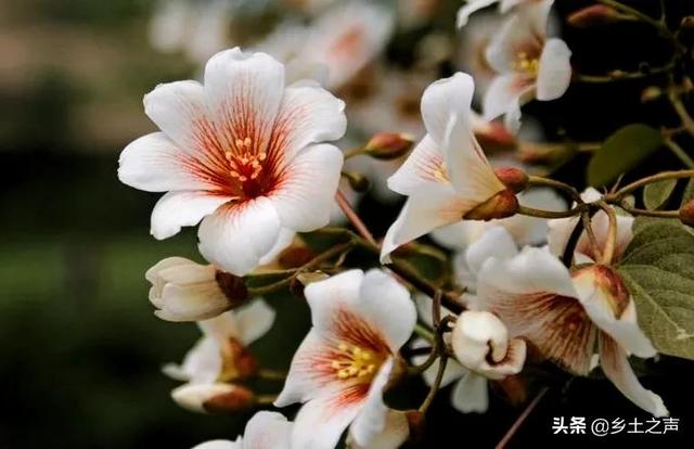 又见桐籽花开