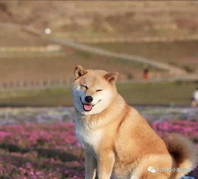 柴犬到底长什么样?外貌特征及生活习性