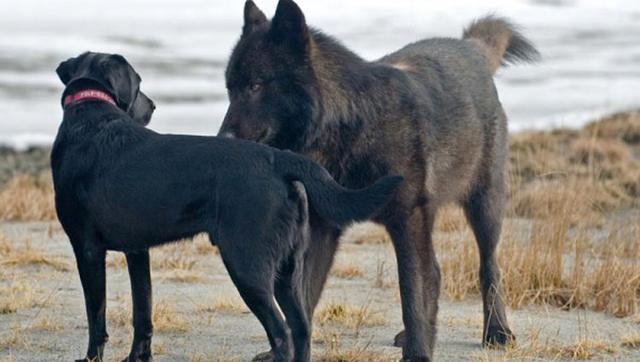 野狼和宠物犬一起玩耍，最终却死于太过信任人类