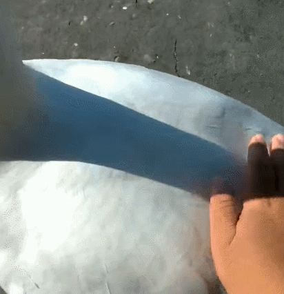 大白鹅超温顺,洗完澡还要摸摸,主人疑惑:我养的是猫咪吗?