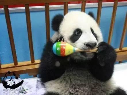 泰国前副总理讲述动人熊猫故事 13天前专程访川看望“老朋友林冰”