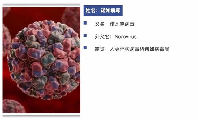 注意!这种病毒传染性强,易在学校集中暴发……