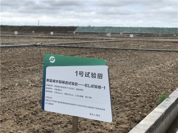 水稻育种接力60年:一粒种子帮国人告别饥饿