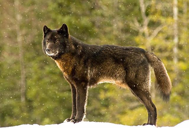 野狼和宠物犬一起玩耍，最终却死于太过信任人类