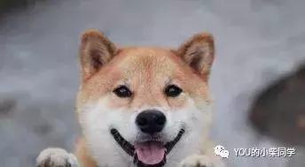 柴犬到底长什么样?外貌特征及生活习性