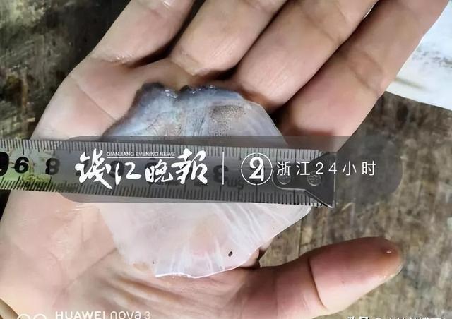 西湖捕获一条青鱼王”，长1米6重122斤，有人出价66666元买走
